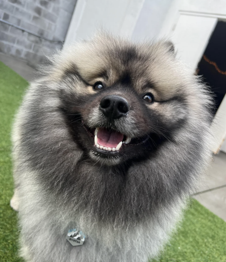 Keeshond dog
